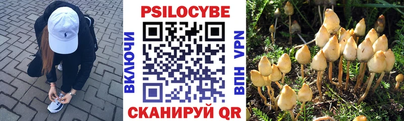 Галлюциногенные грибы Psilocybe  Нерехта 
